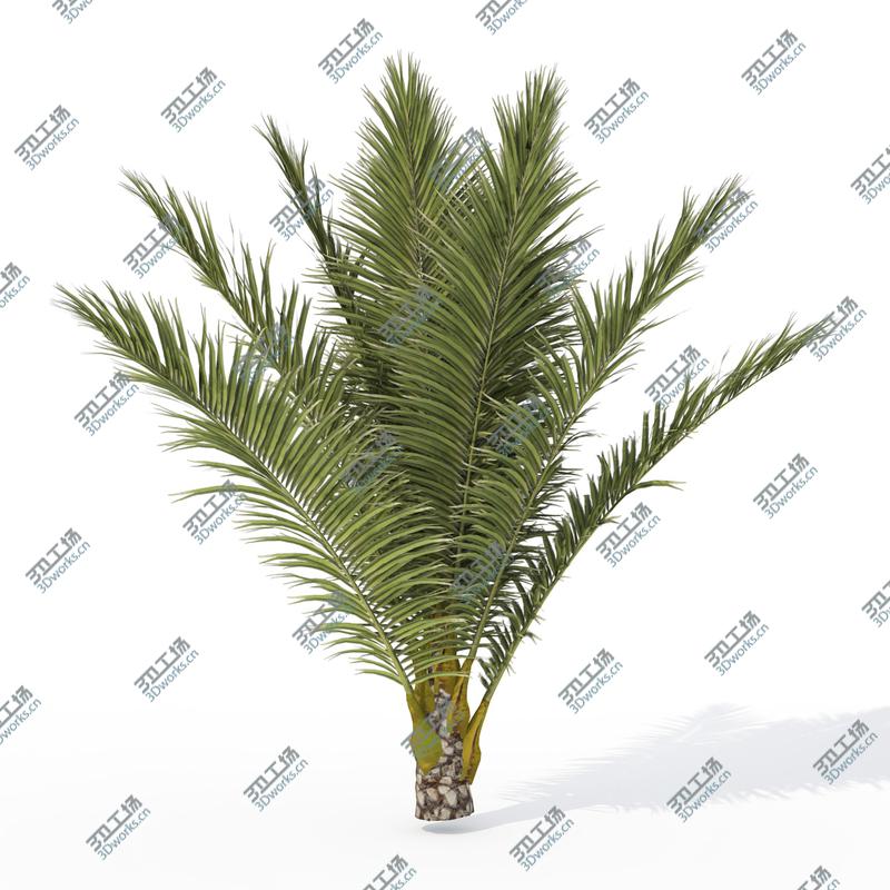images/goods_img/2021040235/XfrogPlants Canary Date Palm/3.jpg
